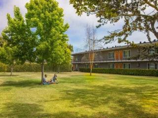 Large grassy yard with big tree